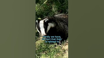 The European Badger is a Menace!