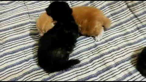 Watch the video about Cute little Persian kittens meowing and playing. Persian cats.