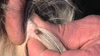 Kullancs-Eltávolító Kanál Használata