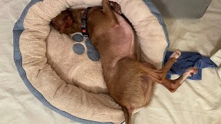 Fuji Chihuahua Long Legs Bed - Dog n Kitty City