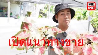 ห้ามพลาด การขายบอนสี เทคนิคมัดใจลูกค้า #บอนสี #ตัวตึงบอนสี #รังบอนหาดใหญ่ บอนสี THAILAND