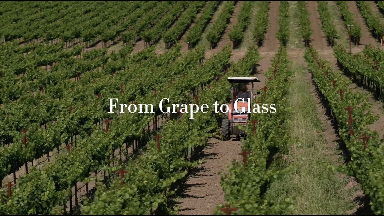 From Grape to Glass Celebrating the 2023 Harvest Season! YouTube
