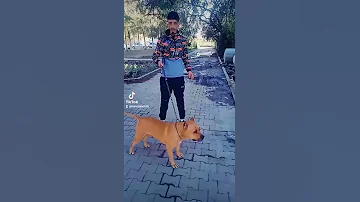 أخ ديدين كلاش مع الكلب تاع ديدين كلاش أخوه كلب ديدين كلاش Didin Canon 16 