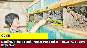 # 97 Hình thức nuôi ốc sên/Trang Hoà Vlogs