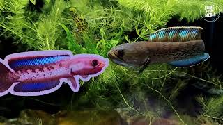 Aquarium video goldfish betta fish and koi fish in planted tank #650