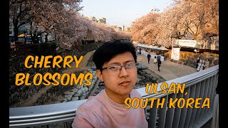 Cherry Blossoms in Ulsan | Memories