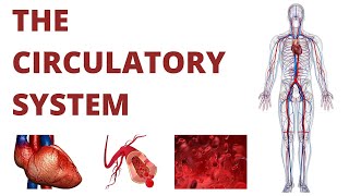 The Circulatory System (Science 6)