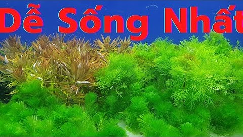 Top 14 Cây Thủy Sinh Dễ Trồng Dễ Sống Nhất – Không Cần CO2 & Ít Chăm Sóc Cho Hồ Thủy Sinh