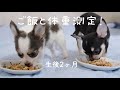 子犬のチワワ！お迎えして『初めてのご飯と体重測定！』
