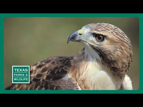 Видео: Техасын уулархаг улс хаана байдаг вэ?