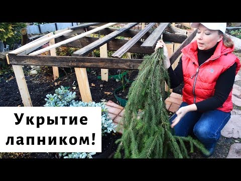 Почему я больше не укрываю лапником