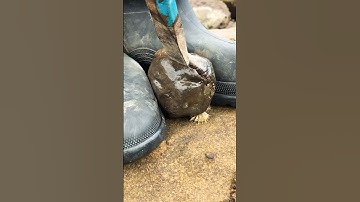 Iridescent Ammonite Fossil 🌈 🤯