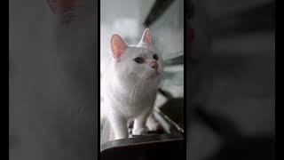 I love cat, You love cat, We love cat.  Free background music featuring animals (No Copyright).