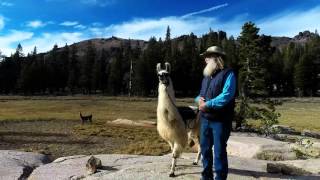 George training his pack llama