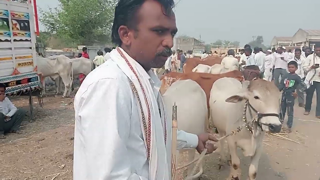 गावरान वासरांच्या खरेदीसाठी लागली बोली बघा संपूर्ण व्हिडिओ शंभर टक्के आपल्याला आवडेल