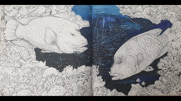 Fragile World Humphead Wrasses Part1 by Kerby Rosanes