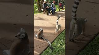 Funny Lemur