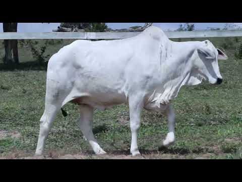 LOTE 17 - MTB 2930