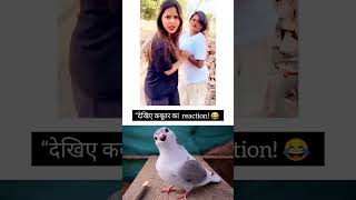 “देखिए कबूतर का hilarious reaction! 😂 #FunnyPigeon”#FunnyPigeon #PetReactions #ViralAnimalVideo