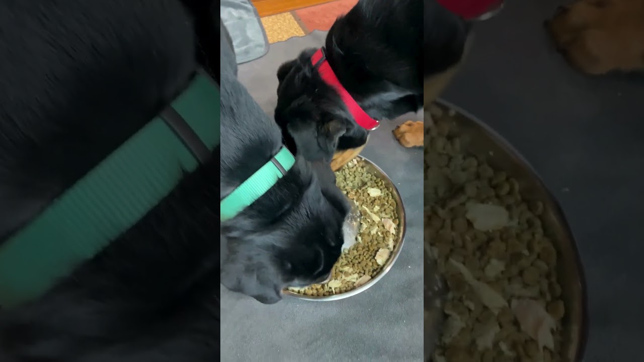 Well-behaved puppies! 