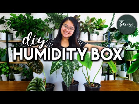 Creating Humidity for Indoor Plants: A How-To Guide - Dossier Blog