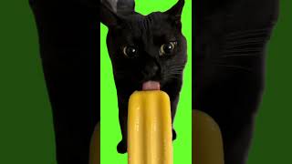 Cat ice cream #cat #shortsvideo #short #smile