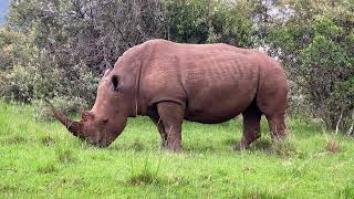 Zoo Free Stock Video Footages - Zoo Free Stock Footage - Zoo No Copyright Videos - Zoo Royalty Free
