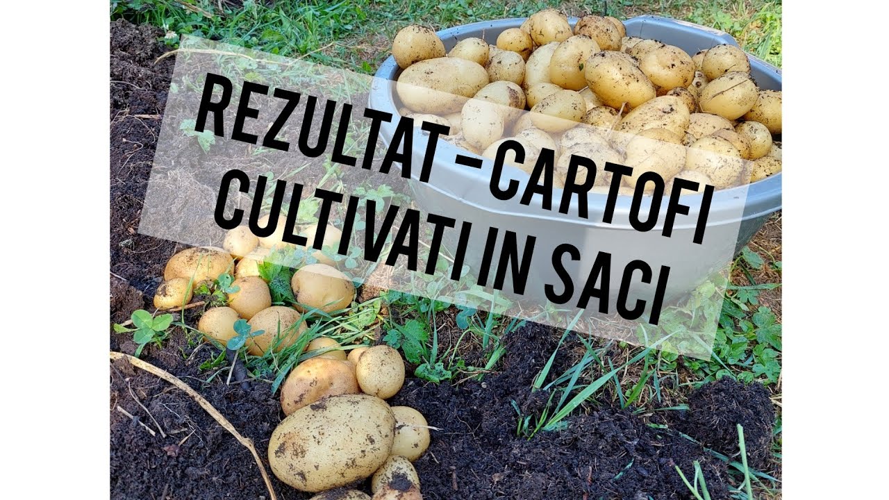 GATA, am scos cartofii cultivați în saci 🤠 Hai să vedem împreună rezultatul! 😍 2022