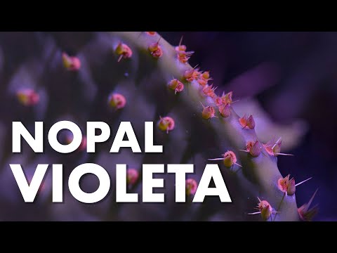 Nopal violeta