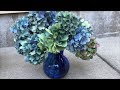 Easiest way to dry hydrangeas! (Blooper at the end!)