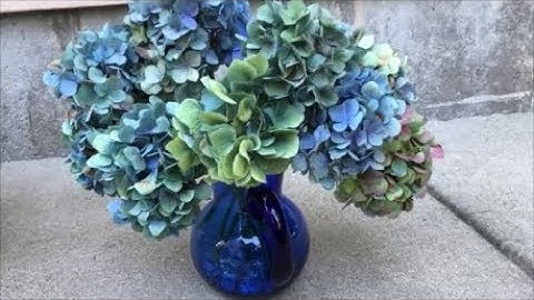 Easiest way to dry hydrangeas! (Blooper at the end!)