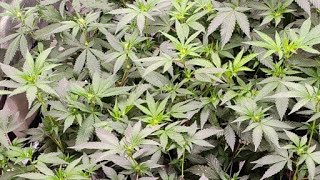 over watering Mondays @education with the grow boss