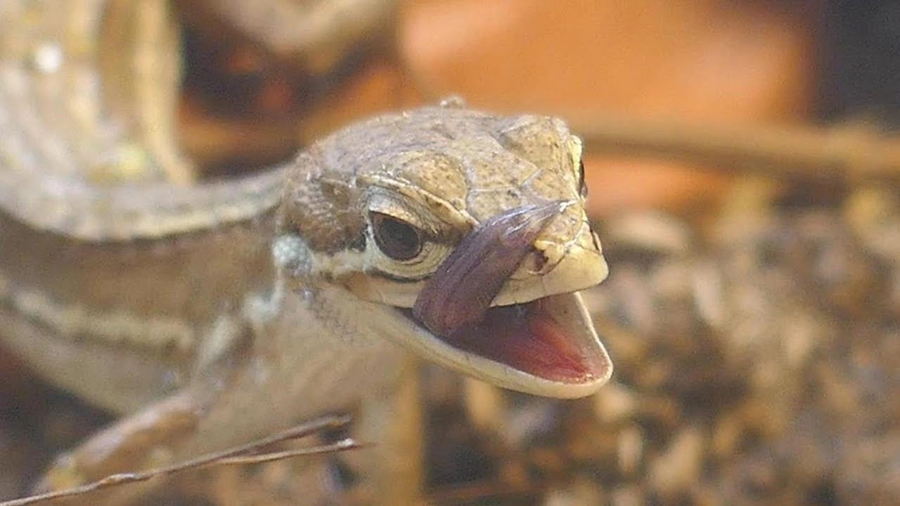 ペロペロと舌を出すカナヘビ 水を飲むカナヘビ Youtube ペロペロと舌を出すカナヘビ 水を飲むカナヘビ Youtube