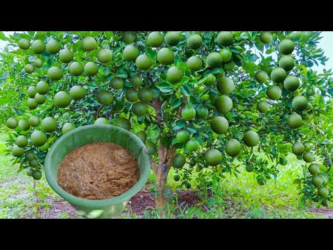 Video: Marinda de pepino. Secretos de una buena cosecha