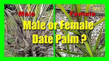 How to Identify Male and Female Date Palm Trees | Easy Identification and Differentiation