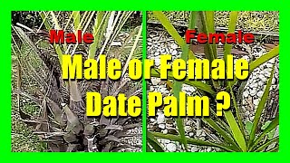 Difference Between Male and Female Date Palm Trees: Differentiate Male and Female Palms