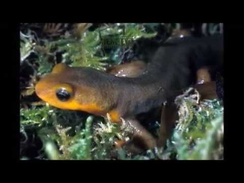 Video: Il pino canadese è una conifera sempreverde con aghi piatti. cicuta canadese