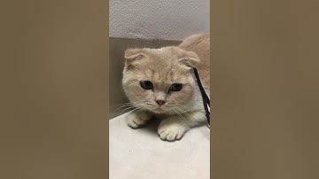 Năm 2023 Quý Mão là phải nuôi mèo nhé ae