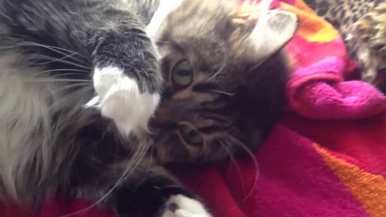 Cute cat goes crazy for bleach YouTube