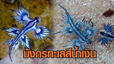 สวยห้ามจับ! เตือนภัย นทท. ‘มังกรทะเลสีน้ำเงิน’ โผล่หาดกะรน พิษร้ายแรง อันตรายถึงชีวิต
