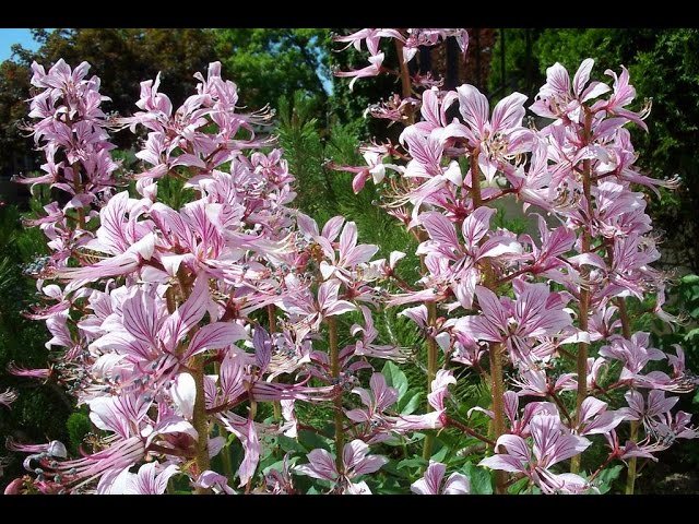 ВНИМАНИЕ ОПАСНОСТЬ! ЯСЕНЕЦ (Dictamnus) Неопалимая купина