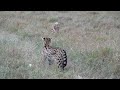 Two territorial servals meet