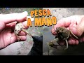 Pescando cangrejos con las manos triple j in the house dororock