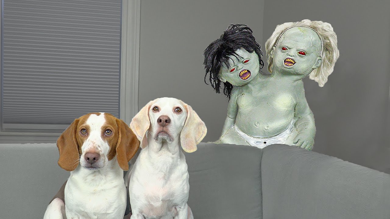 ⁣Dogs vs Zombie Twins Prank! Funny Dogs Maymo & Potpie Adopt Zombie Babies