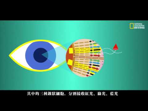 眼睛不僅是靈魂之窗，也是未來醫學之窗