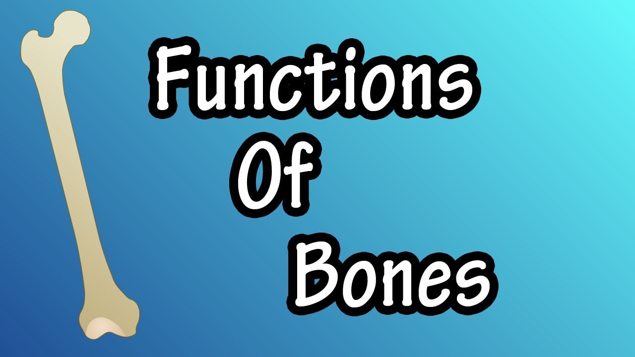 Supports bones. On the Bones.