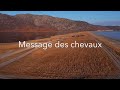 Message des chevaux aux humains