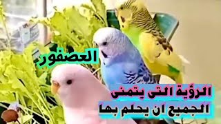 تفسير حلم العصفور في المنام / الطيور في المنام /  هروب موت العصفور العصافير فى الحلم تفسير الاحلام