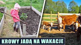 Krowy jadą na wakacje