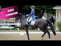 Dressage Disaster: Alice Tarjan Eliminated For Blood at Aachen In The Grand Prix